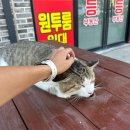 이마트24태안청포대점 | [태안] 청포대휴캠핑장 | 해루질 장비 무료 대여...해수욕장 캠핑장, 애견 동반 가능, 몽산포 해루질 후기