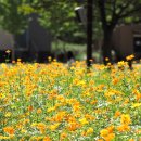 코스모스드림 이미지