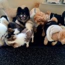 블리스독 이미지