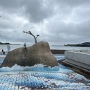 세파에 따르지    이미지