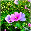 원동우사 | 무궁화가 무궁하리라