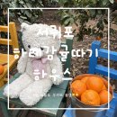 하례로 | 제주도 하례감귤체험 🍊 비 와도 걱정 없는 하우스 체험! 7살 아이와 다녀온 내돈내산 찐 후기