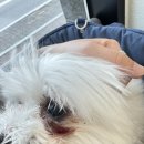바로동물병원 | 원주 두루동물병원 치근단농양 발치 후기