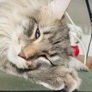 Be 동물병원 | 고양이 전문 병원 동물 병원BE에서 고양이 건강검진 후기