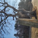 남면 삼용리 주엽나무 | 이윤선의 남도인문학&gt; “발산미륵과 쥐엄나무는 뭍과 물 연결하는 이정표”