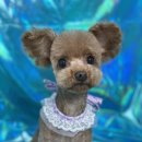 황언니 펫살롱 이미지