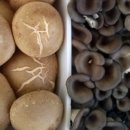 호산농장 이미지