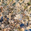 꺽쇠한우 이미지