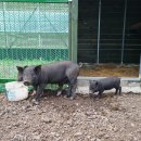 흑염소목장 이미지