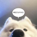 코지부호 | [W.예물] 청담 '트라비체' 웨딩밴드 내돈내산 계약후기🤍