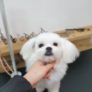 또오개 이미지