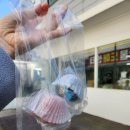 자매상회 | 청주 성안길 레전드 마카롱 맛집 자매상회 오랜만에 내돈내산 사 먹은 솔직 후기(벚꽃카롱)