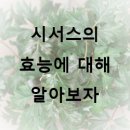 다이어트에 좋은 시서스의 다른효능에 대해서도 알아보아요 이미지