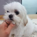 아토 강아지 미용실 이미지