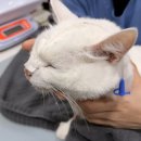 광장동물병원 | 광명 24시 동물병원｜콧줄(NE tube) 집에서 관리하는 방법 (급이·투약·응급 체크)