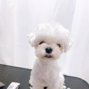 미용하는 강아지 이미지