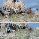 청둥오리 이미지