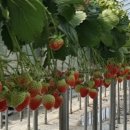 솔비농장 이미지