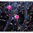 섬진농원 이미지