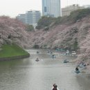 일본벚꽃의 원산지는 한국(제주)....흰색숭상한 백제(부여)인들이 열도에 많이 심었다 이미지