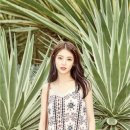 아이올리플라스틱아일랜드 이미지