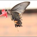 나비사랑 이미지