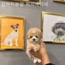 퍼피베이비 이미지