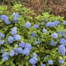 느러지전망대공중화장실 | 나주 느러지전망대 수국 명소 | 영산강 한반도 지형까지 한눈에!