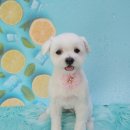 니니 애견 미용실 이미지