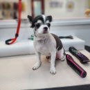 땡자네 묭실 이미지