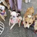 댕굴댕굴 반려견 유치원 이미지