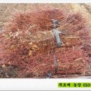 푸르매농장 네이버블로그