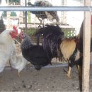 광주조류원 이미지