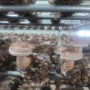 송화농장2 이미지