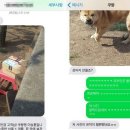 웃개 이미지