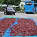 직실농원 이미지