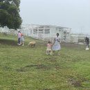 둥이목장 이미지