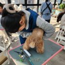 꿈의 애견미용 이미지