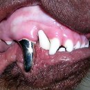 이로운 강아지 이미지