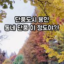 구갈레스피아_M 이미지