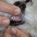 케어덴 동물치과&내과병원 이미지