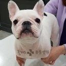 해운대 플러스동물병원 이미지