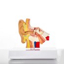 굿모닝보청기 부천원종센터 이미지