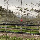 사과랑 고추랑 이미지