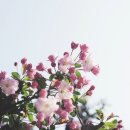 아우토슈타트(주) 북대구지점 | 2026 어버이날 꽃배송 총정리 5월 6일 마감, 늦으면 배송 취소 되요