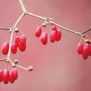 산수유민박 이미지