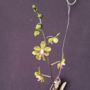 Phalaenopsis stobartiana (Phalaenopsis hainanensis) 이미지