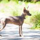 도그문(DOG MOON) 이미지