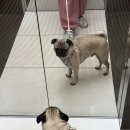 이지플레이 | 강아지 하네스 추천 리드줄 설채현 놀로이지플레이 퍼그 후기