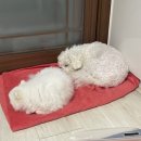 어썸펫 | 당진 동물병원 /강아지피부병 치료 / 동물병원 추천 ‘어썸펫 동물병원’